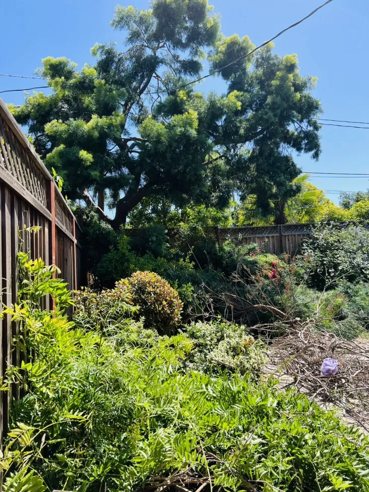 Affordable yard cleanup service in Newark, CA - Ayon Landscaping