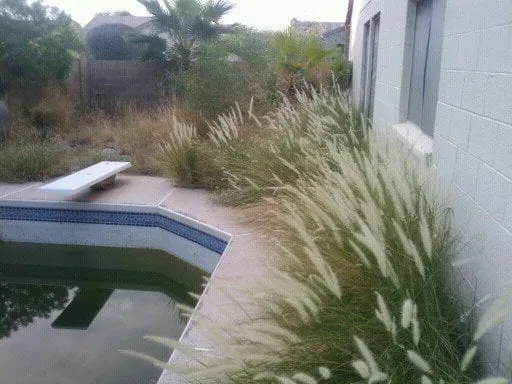 Trusted yard cleanup service with custom design across Phoenix, AZ - Az Angels Green