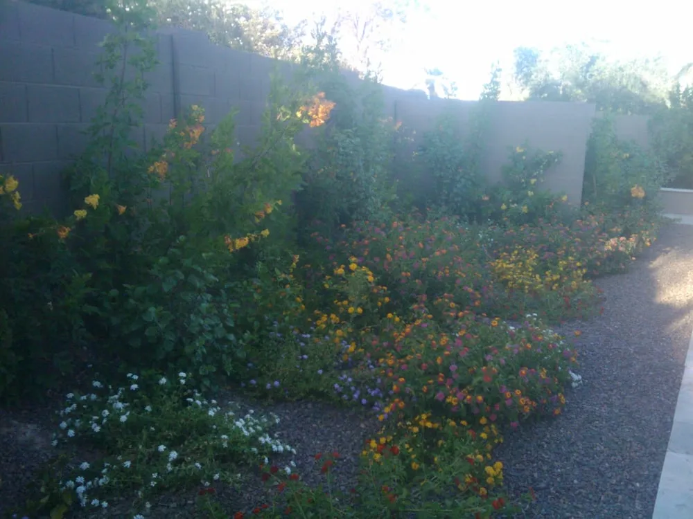 Reliable landscape design in Phoenix, AZ by Az Angels Green