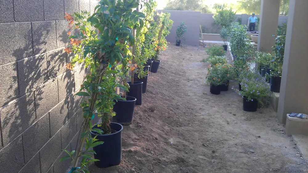 Custom garden landscaping for beautiful yards in Phoenix, AZ by Az Angels Green