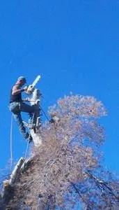 Custom yard cleanup service for outdoor upgrades in Tucson, AZ by AZ Cactus & Tree Service