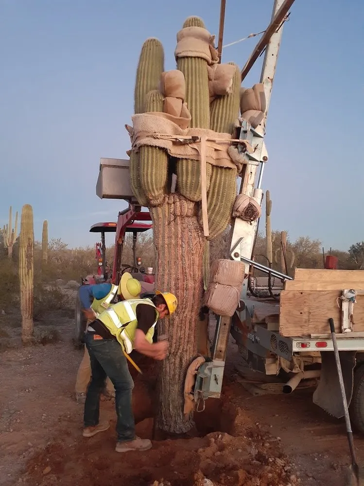 Reliable residential landscaping near you across Tucson, AZ - AZ Cactus & Tree Service