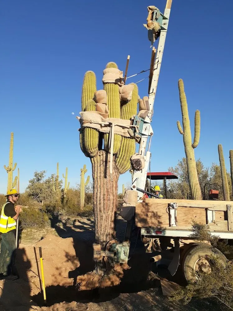 Affordable yard maintenance for residential properties across Tucson, AZ - AZ Cactus & Tree Service