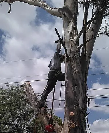 Top-rated landscape design in Tucson, AZ by AZ Cactus & Tree Service