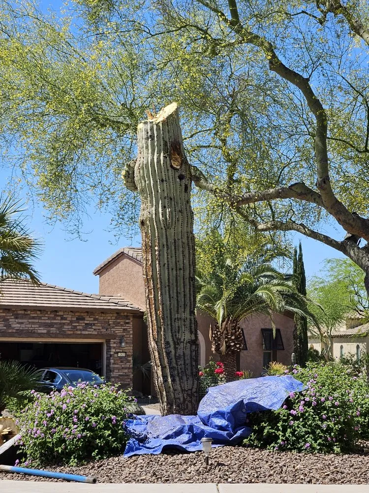 Custom yard cleanup service for homes across Phoenix, AZ - AZ Cactus Experts