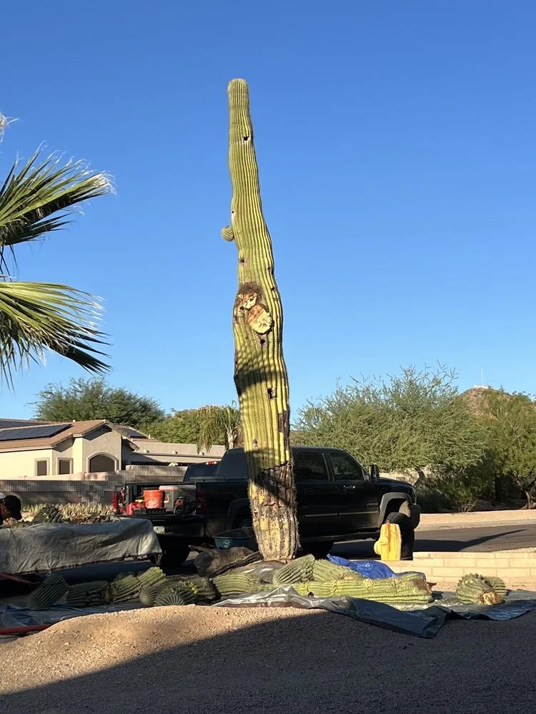 Top-rated garden landscaping in Phoenix, AZ - AZ Cactus Experts