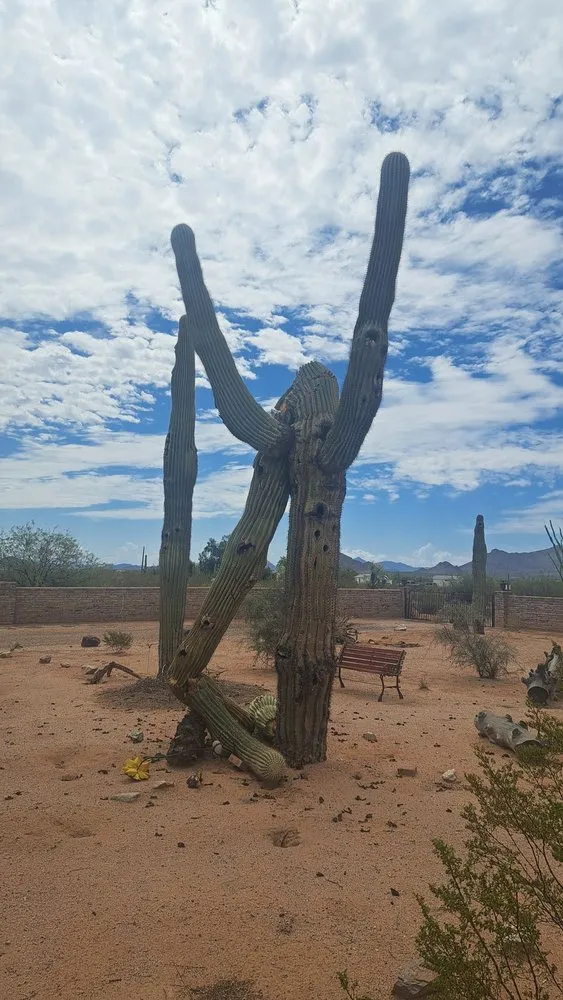 Trusted landscaping services in Phoenix, AZ - AZ Cactus Experts