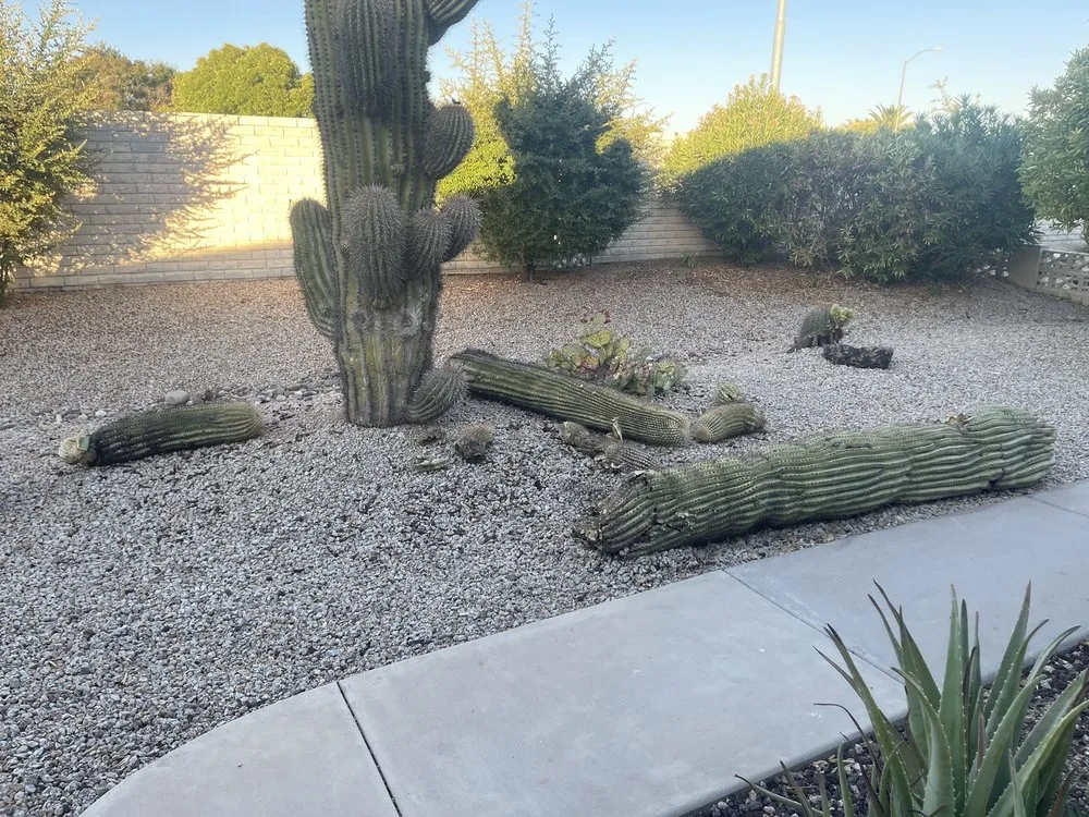 Reliable yard cleanup service for year-round maintenance in Phoenix, AZ by AZ Cactus Experts