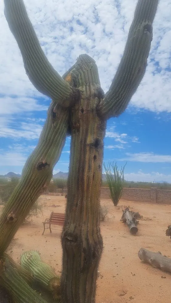 Affordable landscape design near you across Phoenix, AZ - AZ Cactus Experts