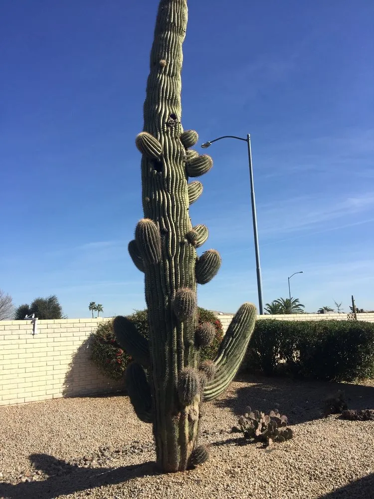 Local garden landscaping in Phoenix, AZ by AZ Cactus Experts