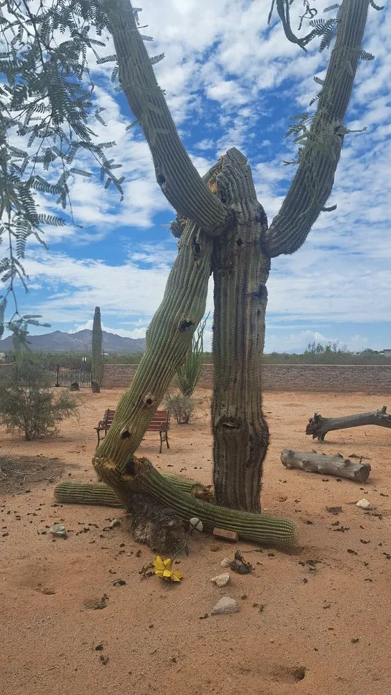 Local landscape installation in Phoenix, AZ by AZ Cactus Experts