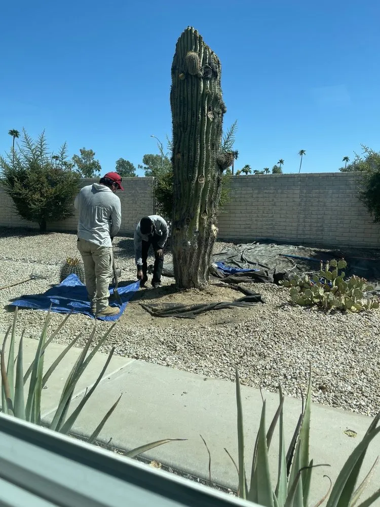 Top-rated outdoor landscaping for beautiful yards across Phoenix, AZ - AZ Cactus Experts