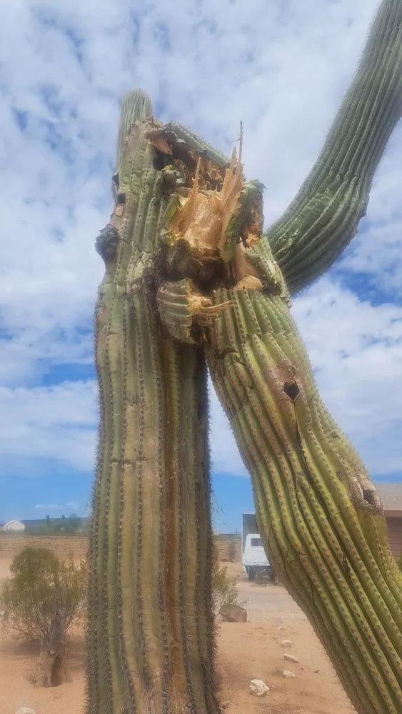 Local landscaping services experts serving Phoenix, AZ - AZ Cactus Experts