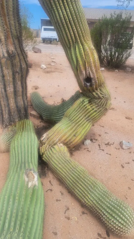 Professional yard cleanup service for year-round maintenance across Phoenix, AZ - AZ Cactus Experts