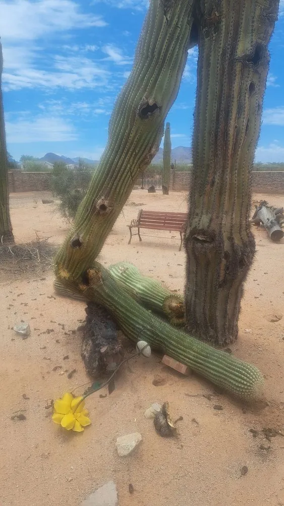 Custom residential landscaping with custom design in Phoenix, AZ by AZ Cactus Experts