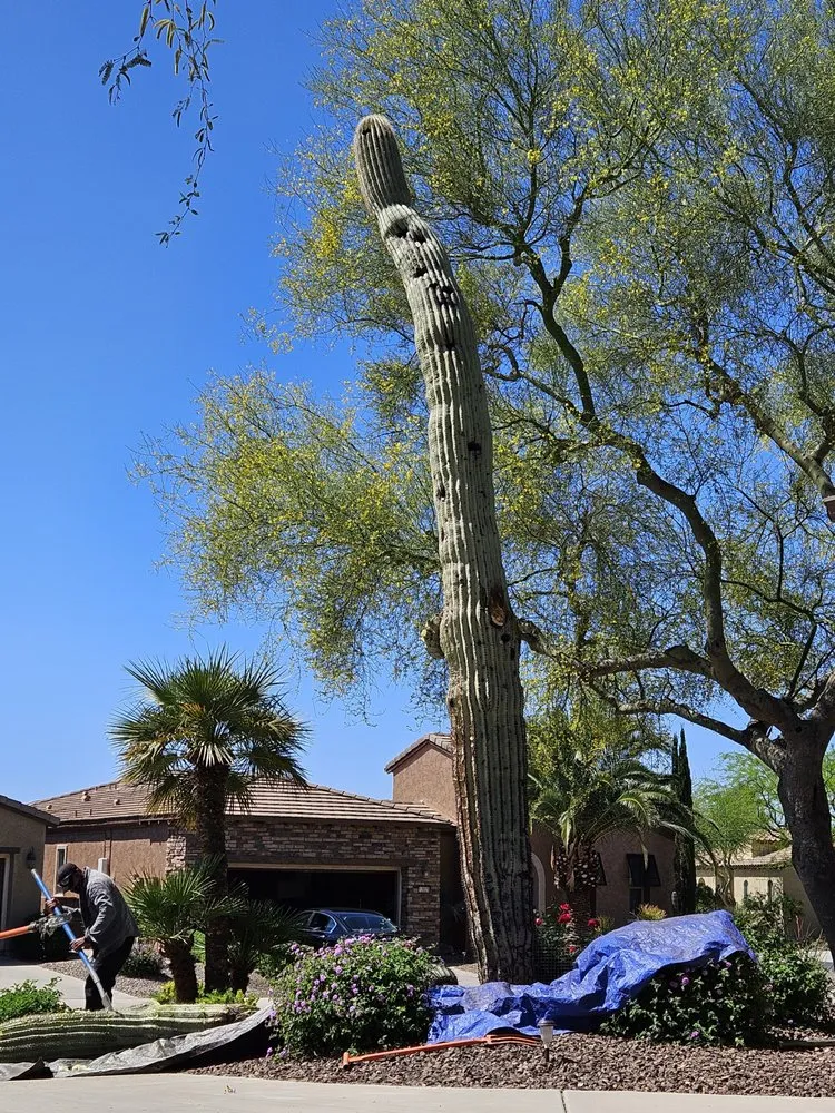 Local landscape installation experts serving Phoenix, AZ - AZ Cactus Experts