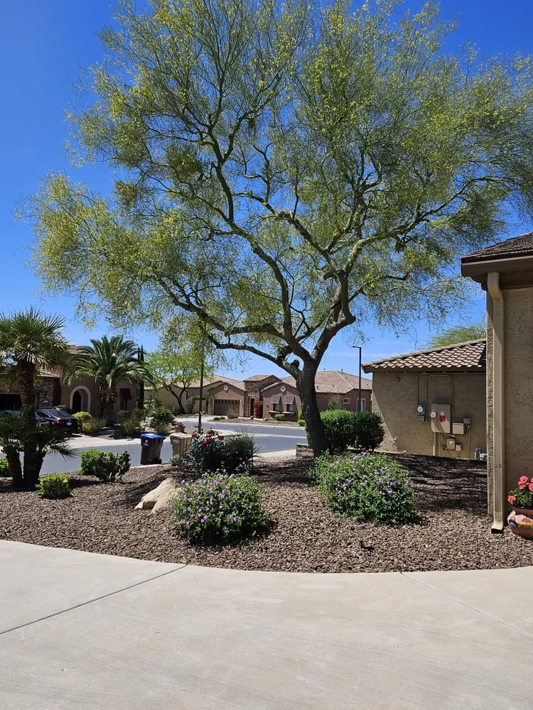 Local lawn care service experts serving Phoenix, AZ - AZ Cactus Experts