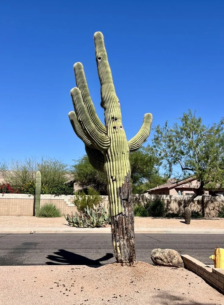 Professional garden landscaping experts serving Phoenix, AZ - AZ Cactus Experts