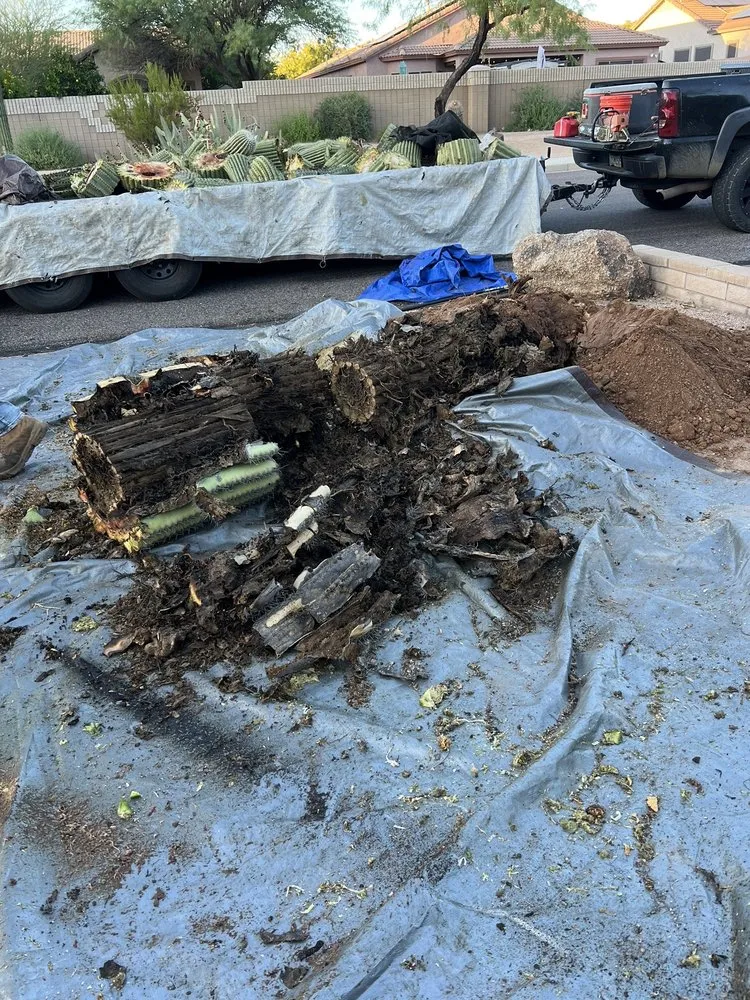 Reliable yard maintenance in Phoenix, AZ - AZ Cactus Experts