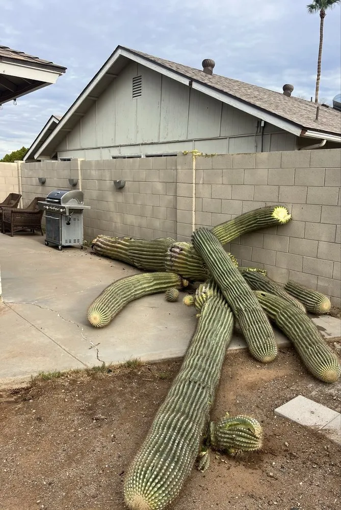 Top-rated landscape design near you in Phoenix, AZ by AZ Cactus Experts