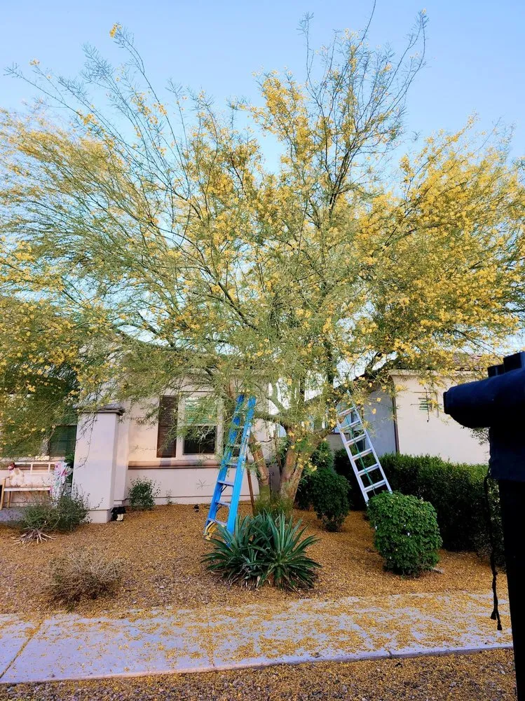 Custom outdoor landscaping for year-round maintenance in Mesa, AZ by AZ Desert Hardcaping