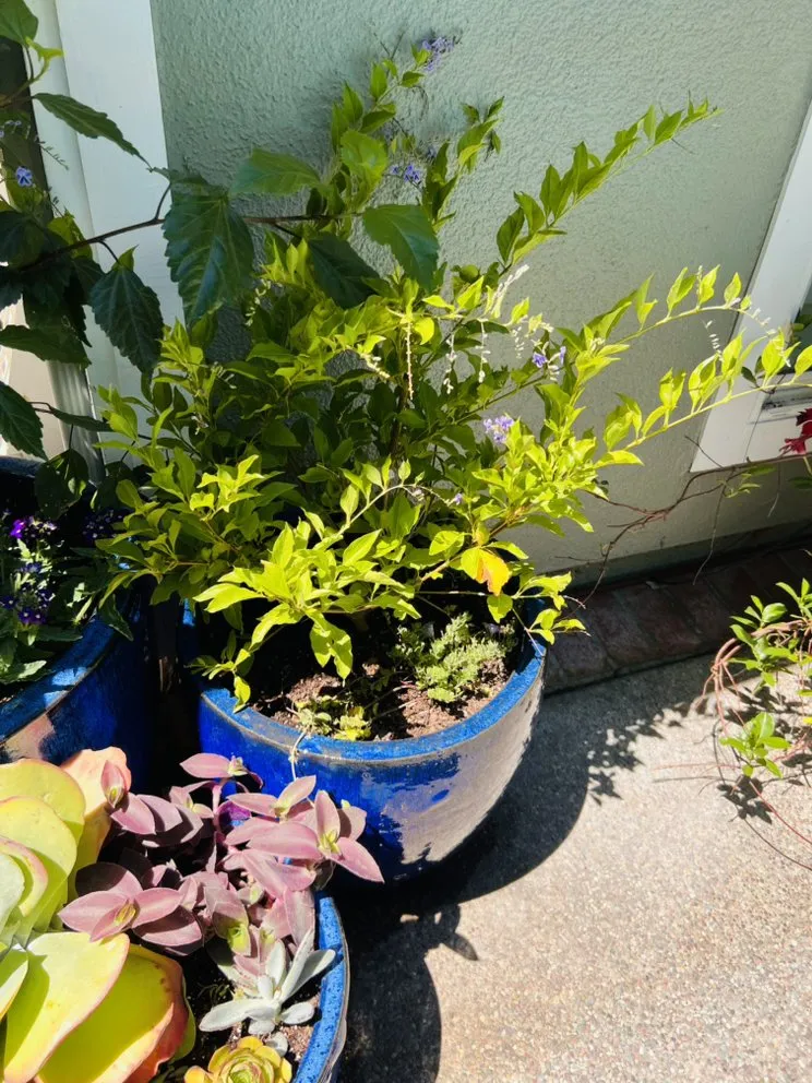 Reliable lawn care service for residential properties across San Jose, CA - AZ Designsz Landscape and Garden Design