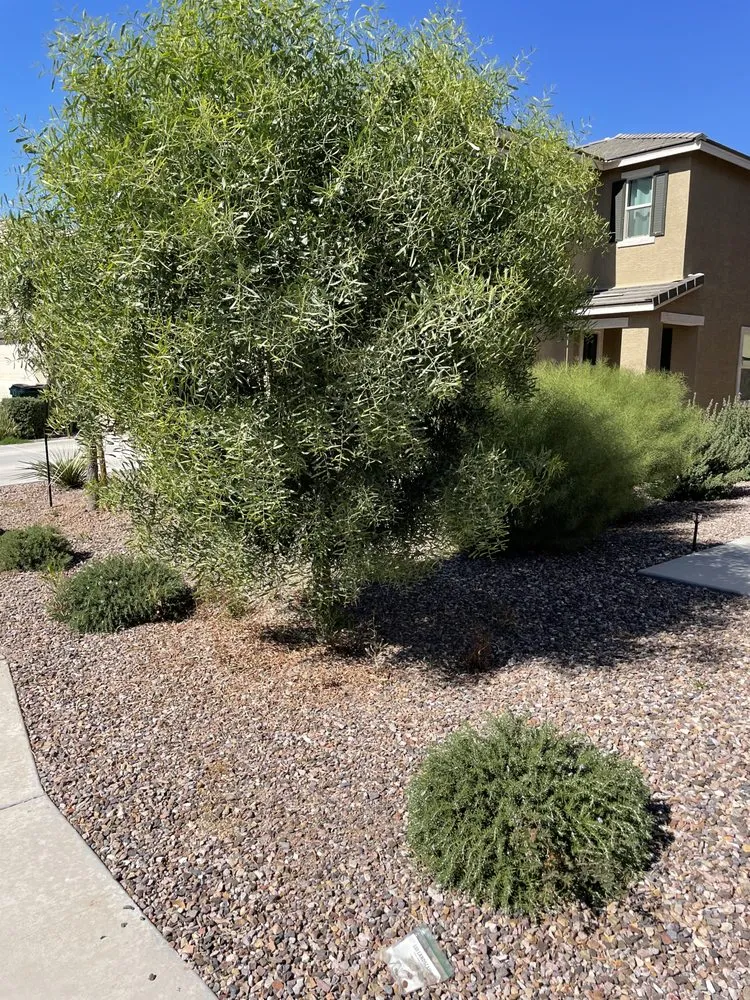 Top-rated garden landscaping in Phoenix, AZ - Az Elite Landscaping and maintenance