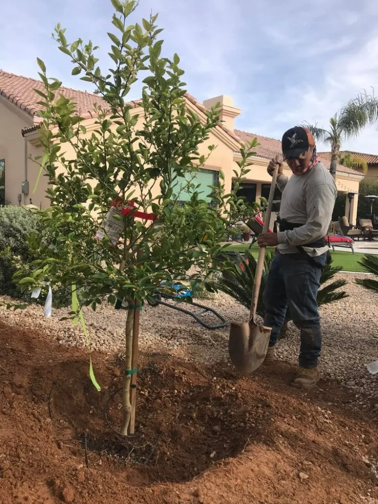 Expert landscape design for year-round maintenance in Glendale, AZ by AZ Empire Landscaping