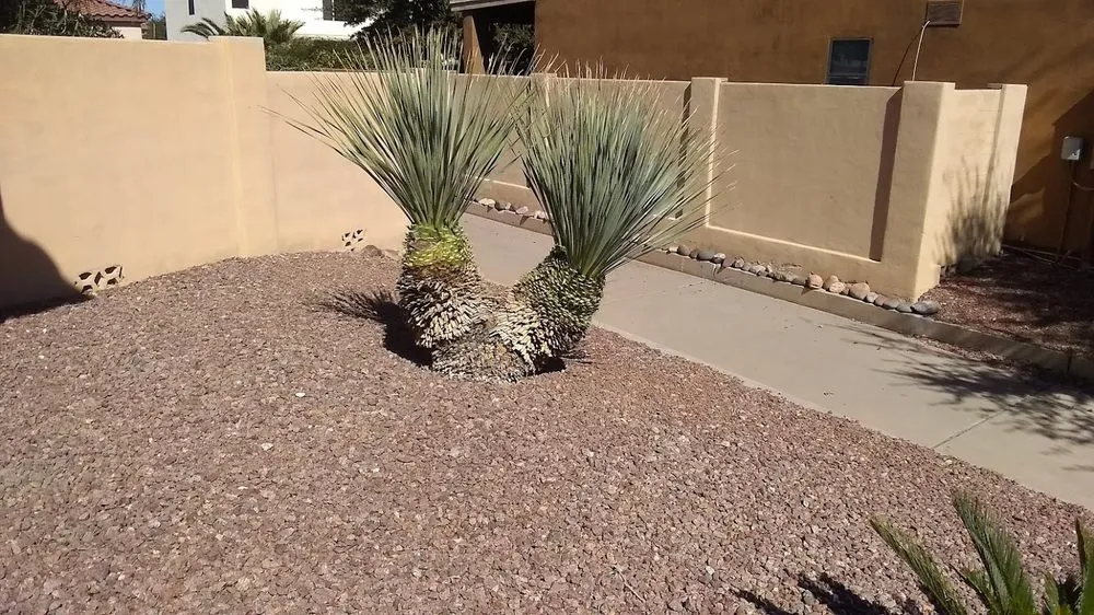 Trusted landscape design experts serving Tucson, AZ - Az Grand Canyon Landscaping
