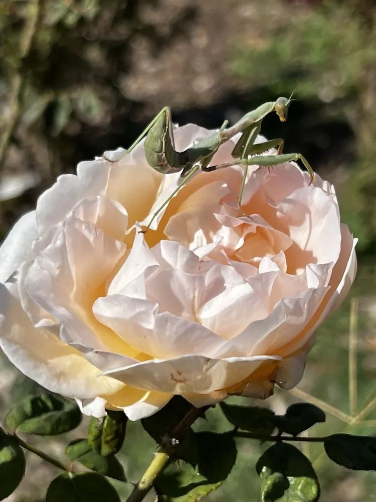 Custom landscape design in Fillmore, CA by AZ Landscape