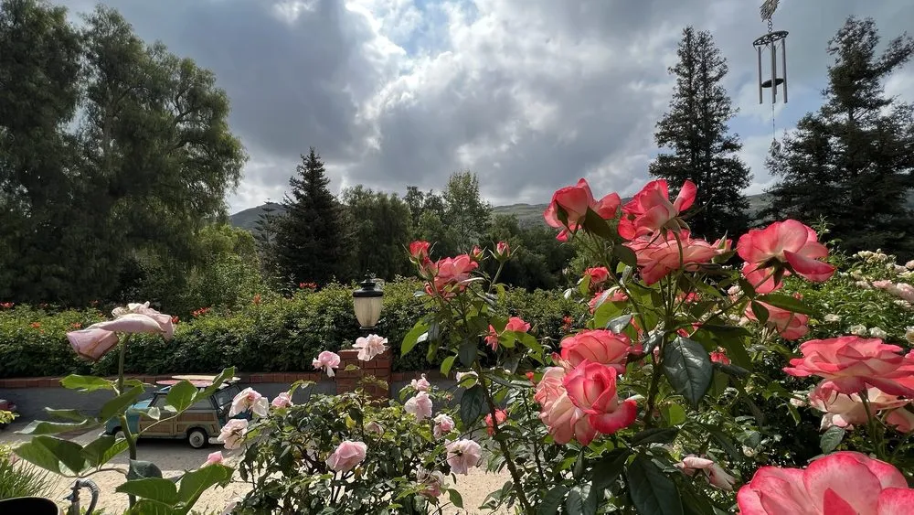 Affordable yard maintenance in Fillmore, CA - AZ Landscape