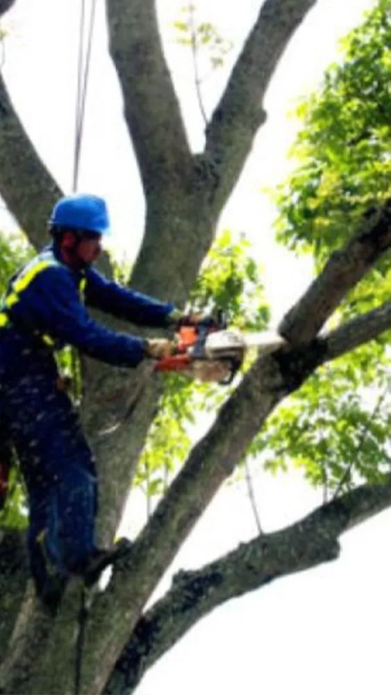 Expert landscape design experts serving Fort Lauderdale, FL - AZ Landscaping