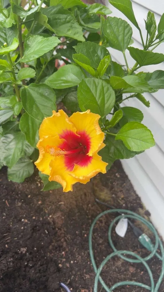 Expert yard maintenance in Mosheim, TN by A&Z Landscaping PW Stain & Frame