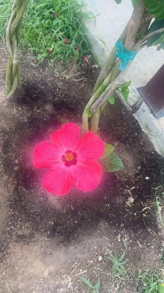 Expert lawn care service in Mosheim, TN - A&Z Landscaping PW Stain & Frame