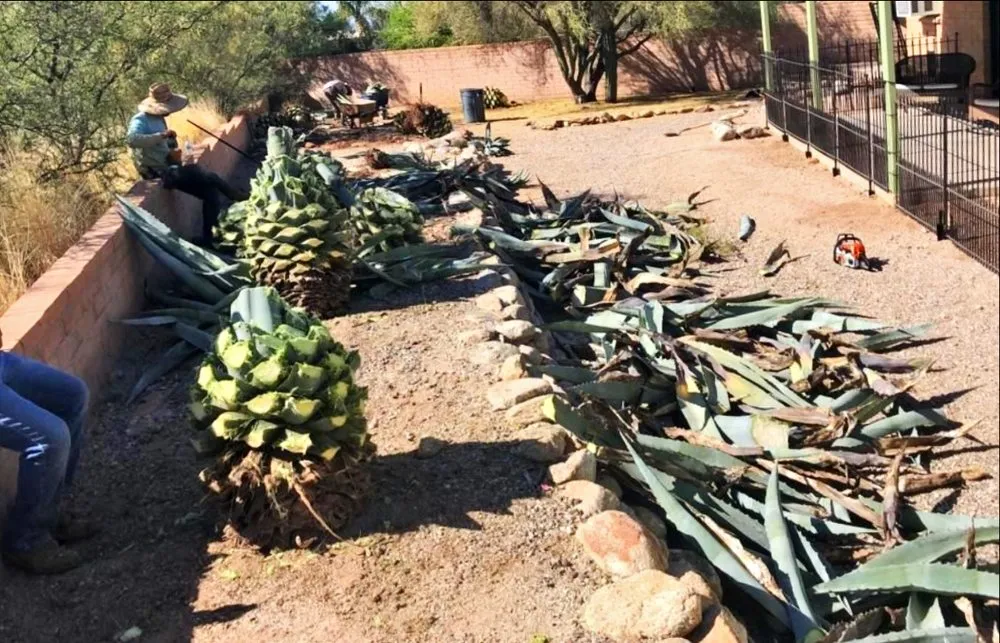 Custom yard cleanup service experts serving Tucson, AZ - Az landscaping