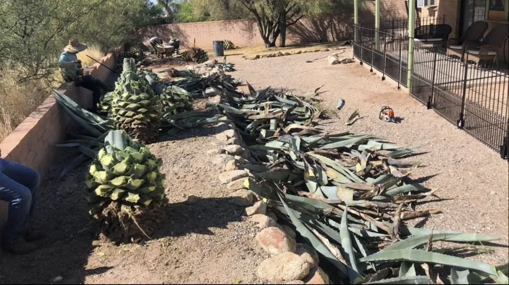 Expert lawn care service in Tucson, AZ by Az landscaping