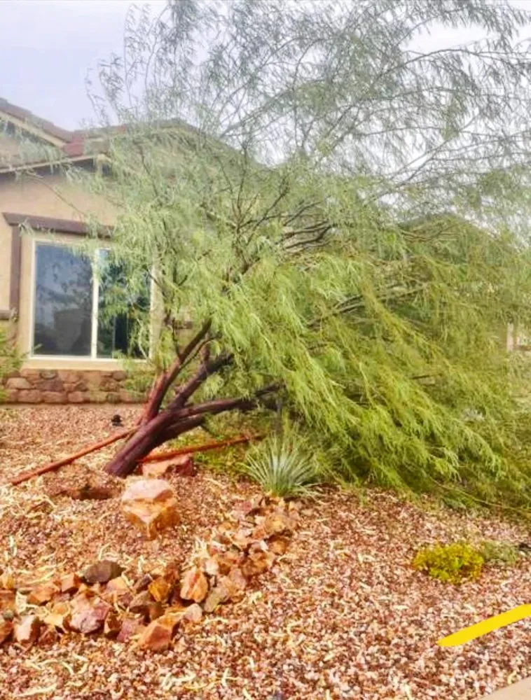 Expert yard cleanup service in Tucson, AZ by Az landscaping