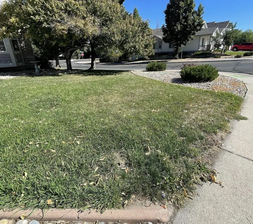 Top-rated yard cleanup service for beautiful yards in Fort Collins, CO by Az Lawn Care