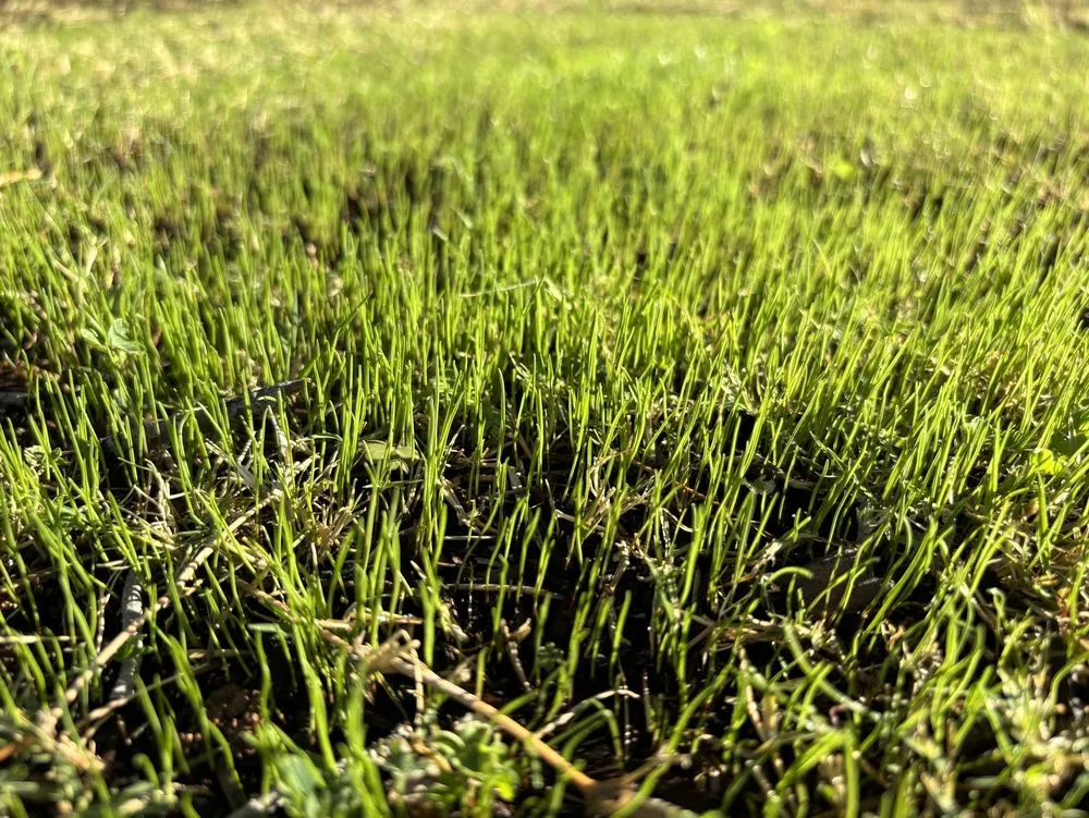 Expert garden landscaping experts serving Chandler, AZ - AZ Lawn Dad