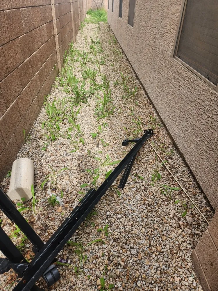 Custom yard maintenance in Phoenix, AZ by AZ Native Labor