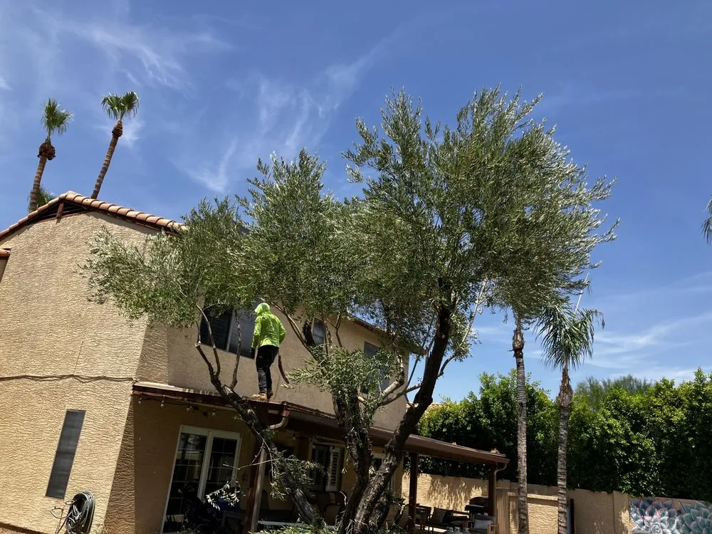 Custom garden landscaping near you in Phoenix, AZ by Az New Leaf Landscaping