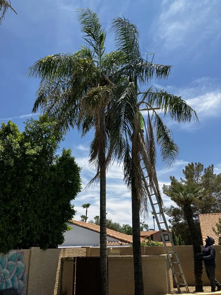 Affordable yard cleanup service experts serving Phoenix, AZ - Az New Leaf Landscaping