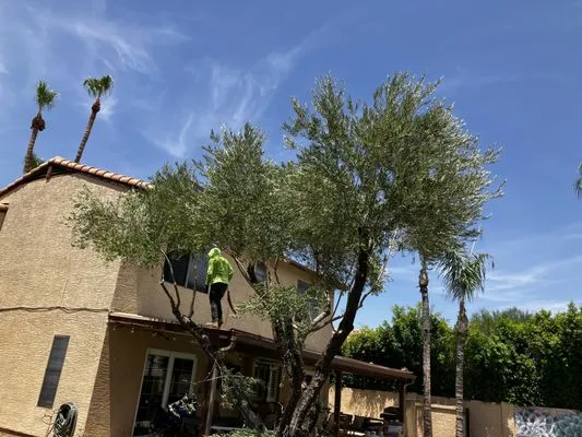 Az New Leaf Landscaping Logo