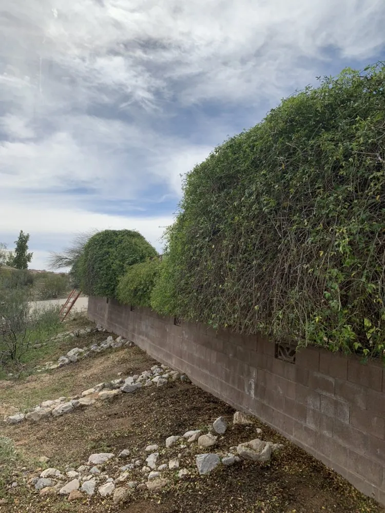 Affordable lawn mowing service in Tucson, AZ by AZ Sunset Landscaping