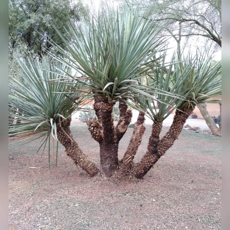 Reliable landscape design experts serving Tucson, AZ - AZ Sunset Landscaping