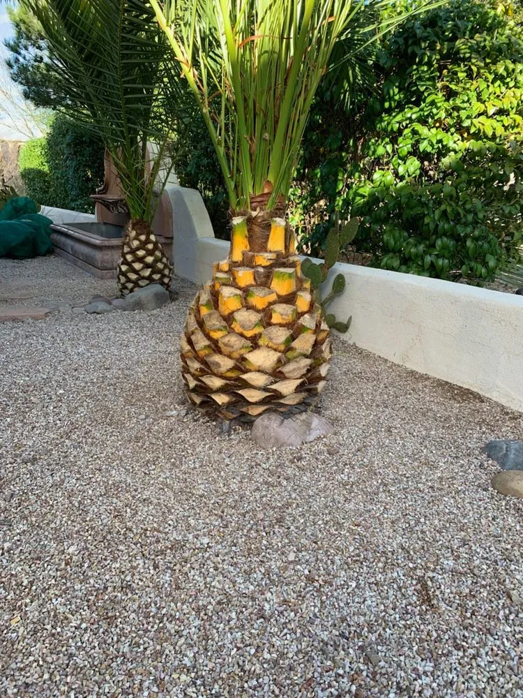 Professional lawn mowing service for residential properties in Tucson, AZ by AZ Sunset Landscaping