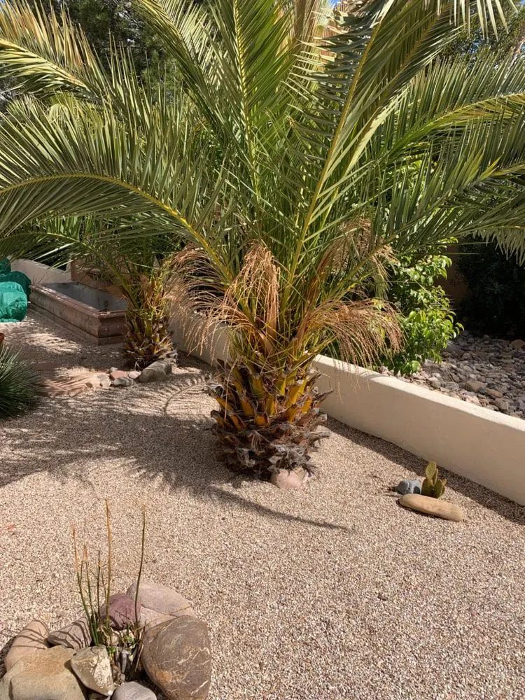 Trusted landscaping services for beautiful yards across Tucson, AZ - AZ Sunset Landscaping