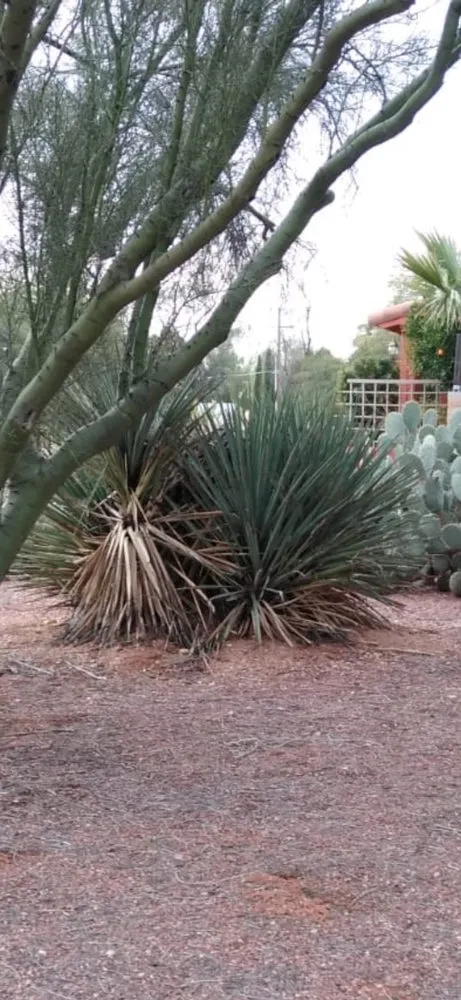 Professional residential landscaping in Tucson, AZ - AZ Sunset Landscaping
