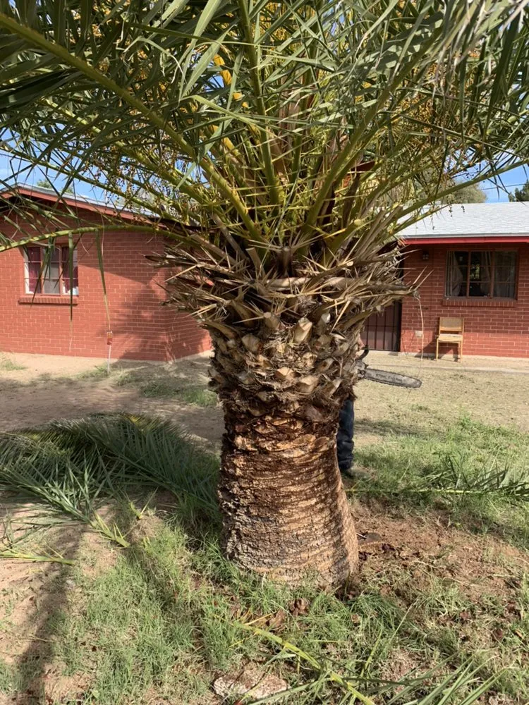 Top-rated landscape installation for outdoor upgrades in Tucson, AZ by AZ Sunset Landscaping