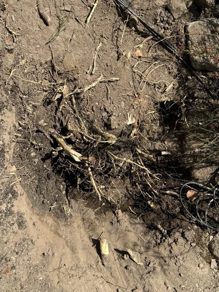 Professional outdoor landscaping for homes across Tucson, AZ - Az Sunshine Landscaping & Design